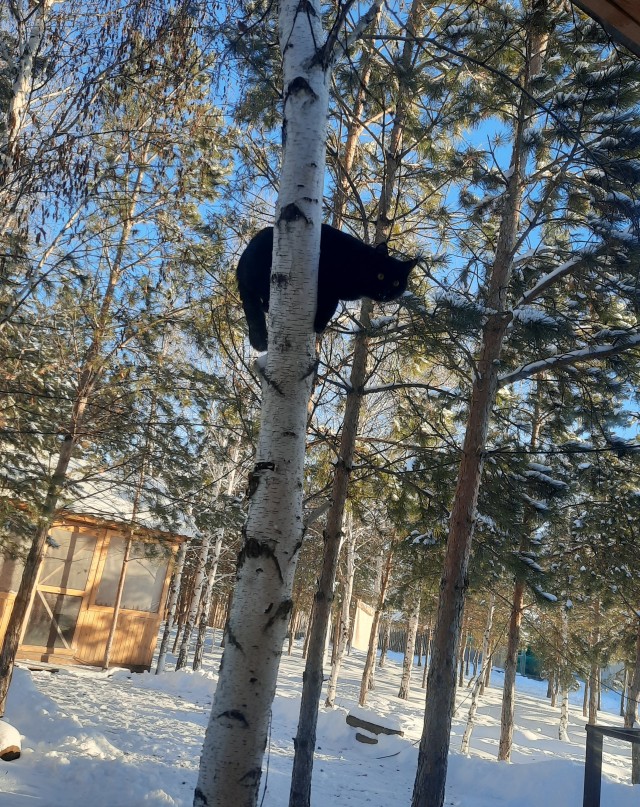 Жестокое убийство котика!