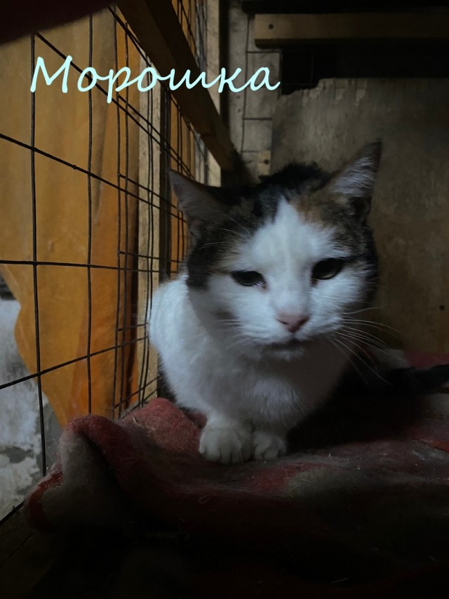 Жизнь домашнего приюта "Котоленд" 370