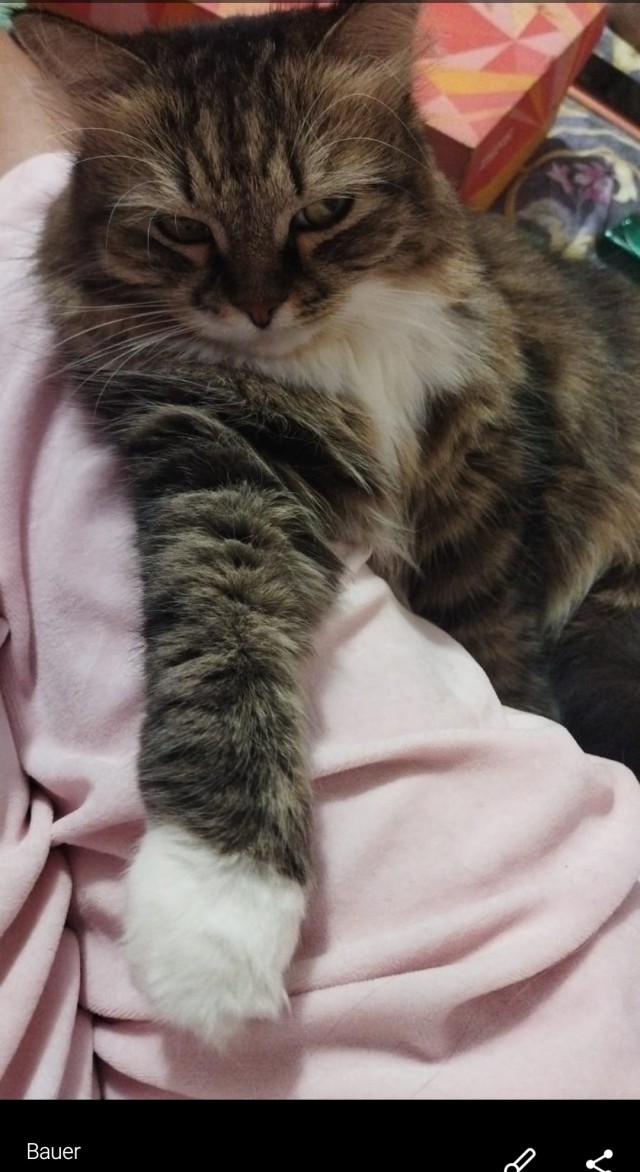 Его зовут Кот