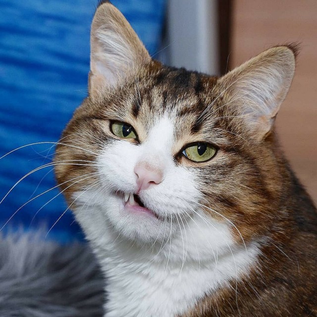 Котаро