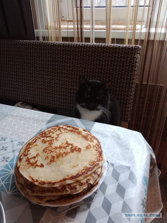 История одного котенка