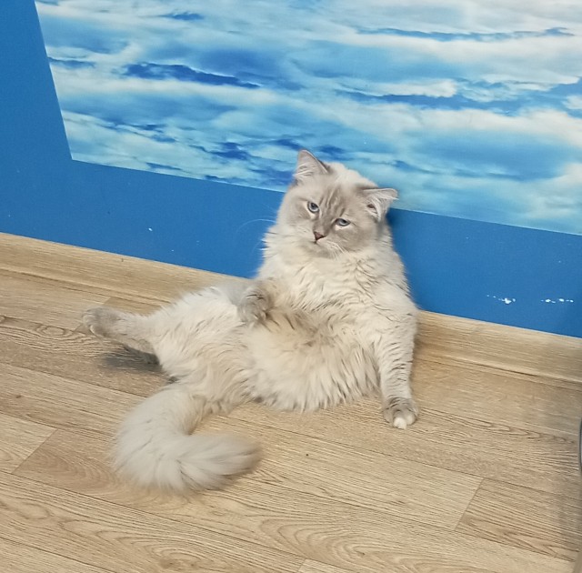 Пройдемся по котикам?!