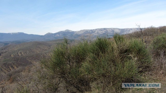 Крым в феврале или "Не стреляйте в белых лебедей!"