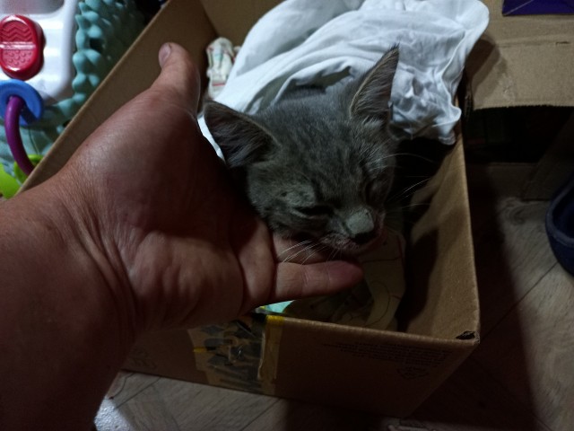 Очередной спасеныш