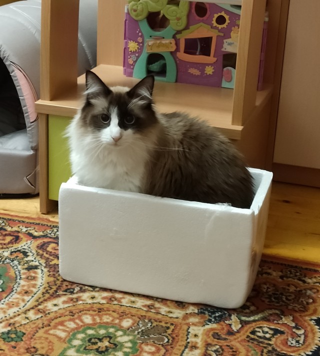 Ловушки для котов