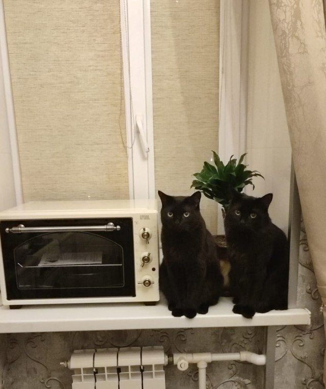 Первый Котовторник 2024