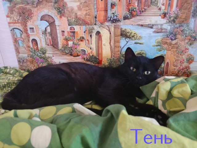 Жизнь домашнего приюта "Котоленд" 430