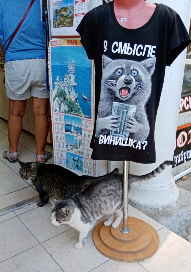 Котики черноморского побережья