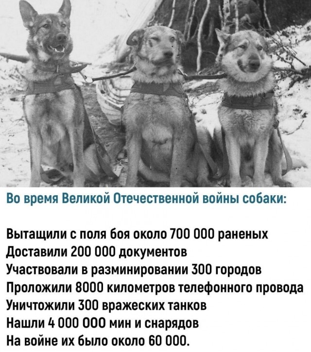 Собаки из истории в картинках