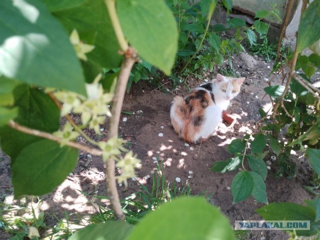 Жизнь домашнего приюта для котеек 499