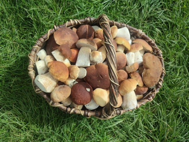 Грибы. Чувашия.