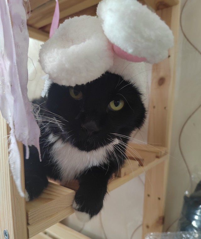 Котовторник 31.12.2024. Последний котовторник года