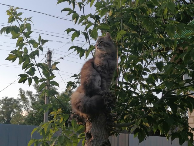 А где котики, сегодня же вторник!
