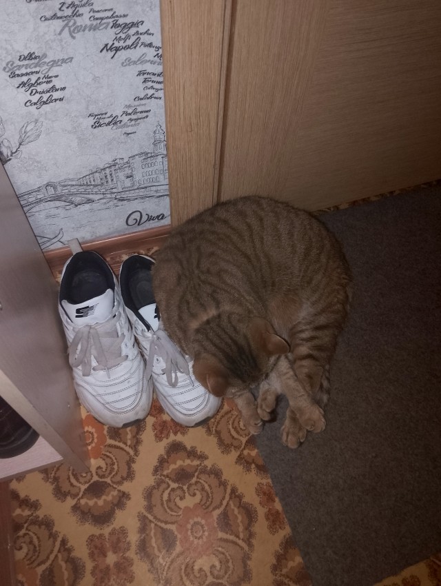 Совпало с котовторником.