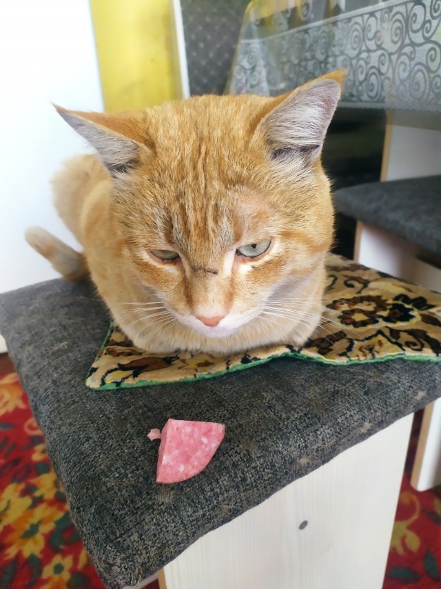 Коты, которые смирились со своей участью