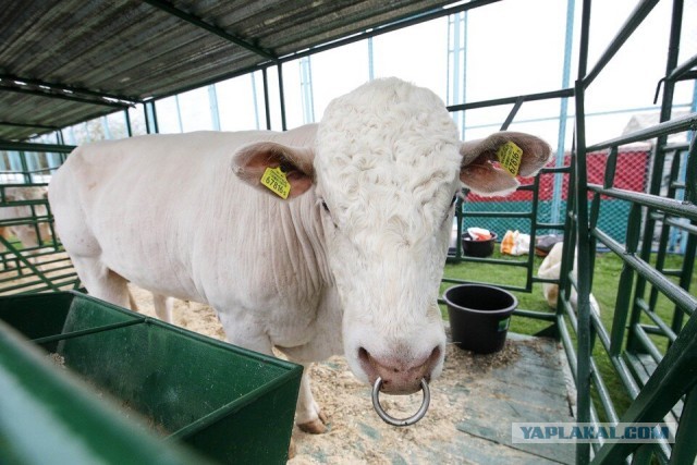 На предприятии в Ростовской области от 44 быков получили 5 тонн молока