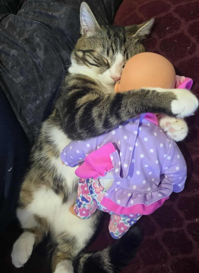Спящих котеек тред