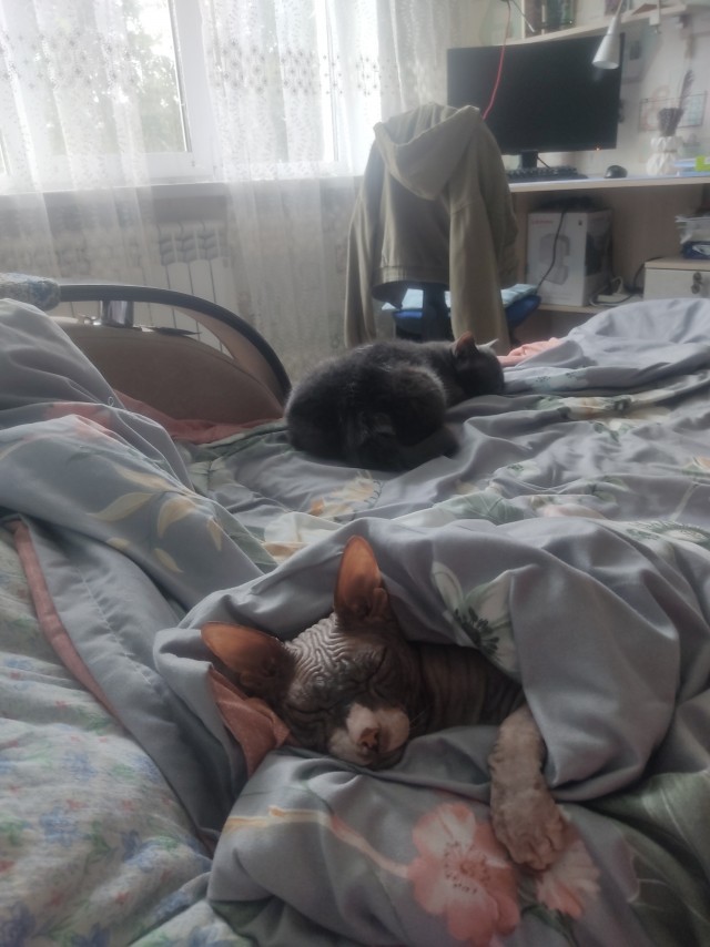 Спящих котеек тред