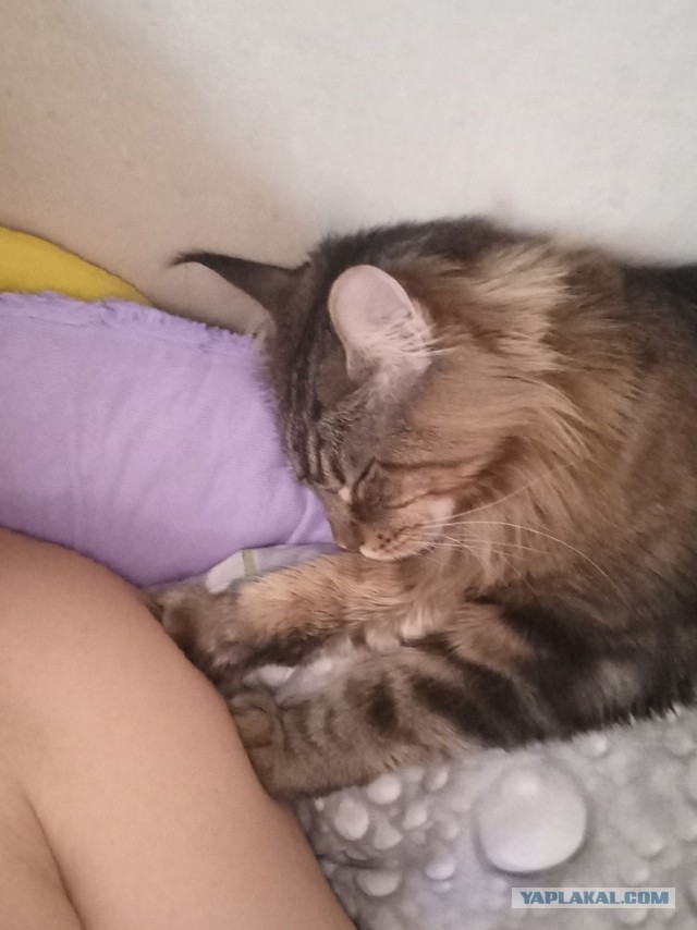 Мужчины и кошачья любовь