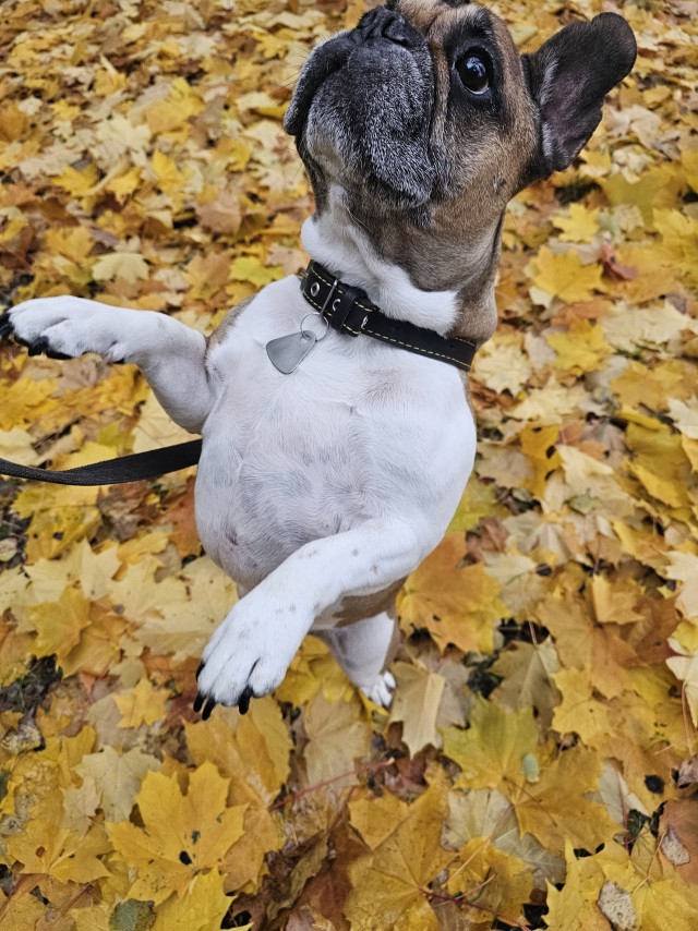 Собакочетверг