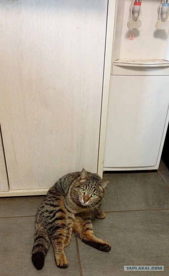 Котовторник же!