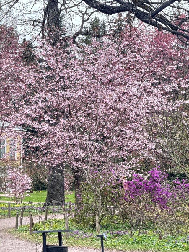 В ботаническом саду Петра Великого (СПб) расцветает сакура