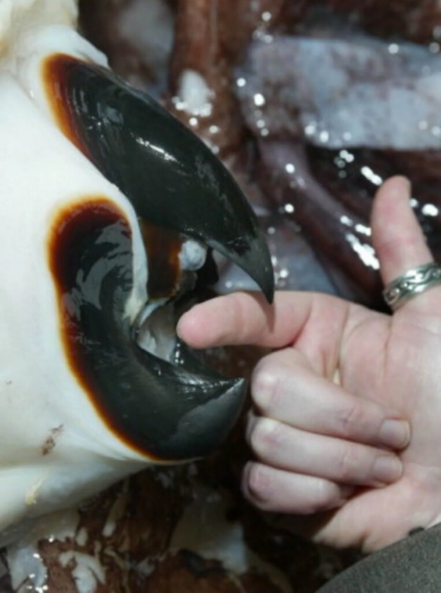 Gonatus onyx атакует
