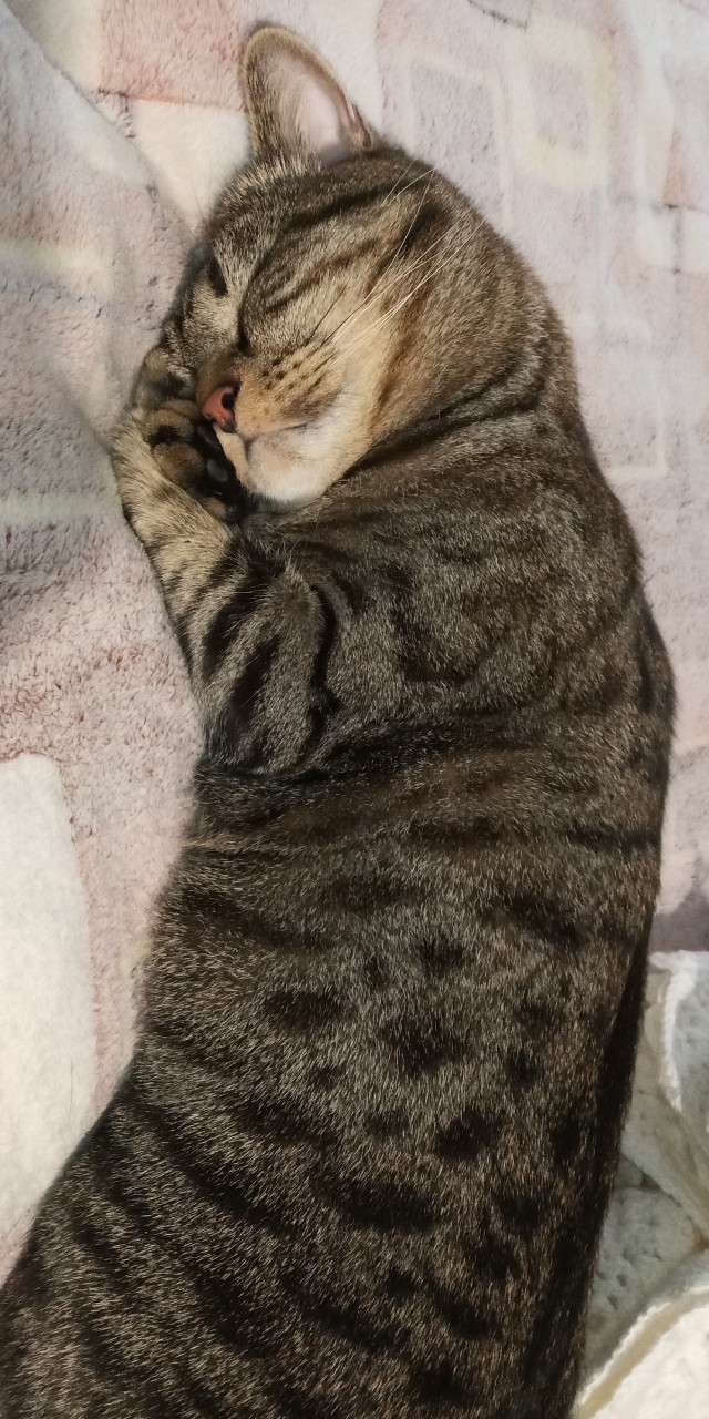 Мой котик