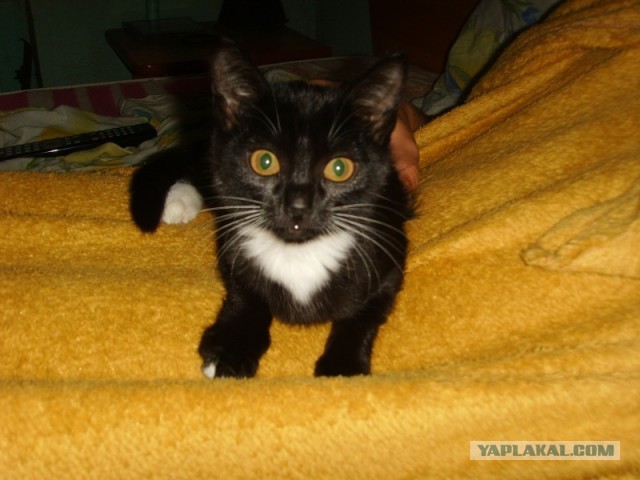 Котовторник 8.10.2013