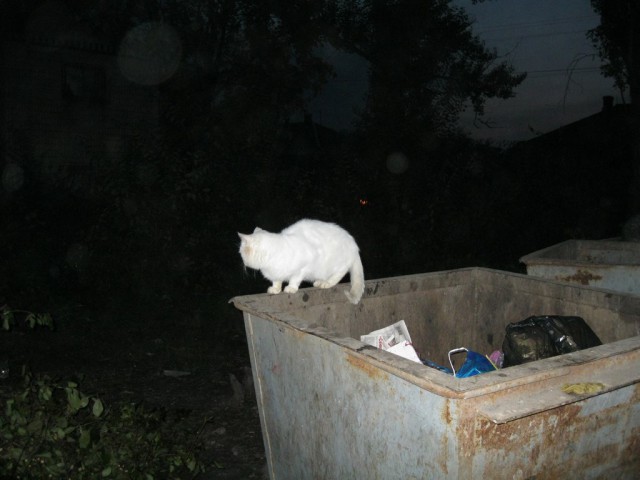 Котовторник 22.10.2013
