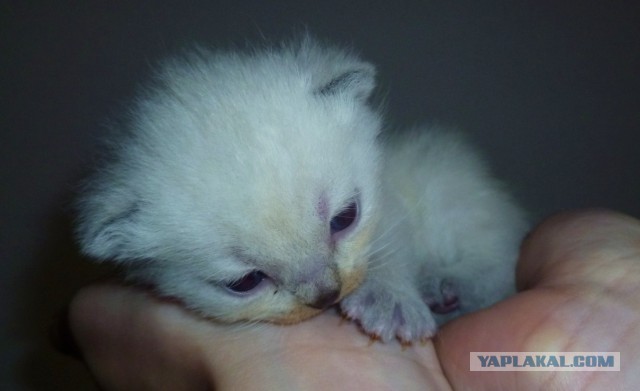 Котовторник 12.11.2013