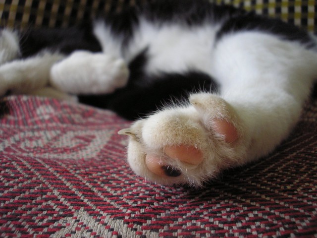 Котовторник 25.02.2014
