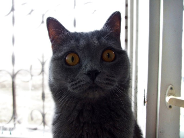 Котовторник 25.02.2014