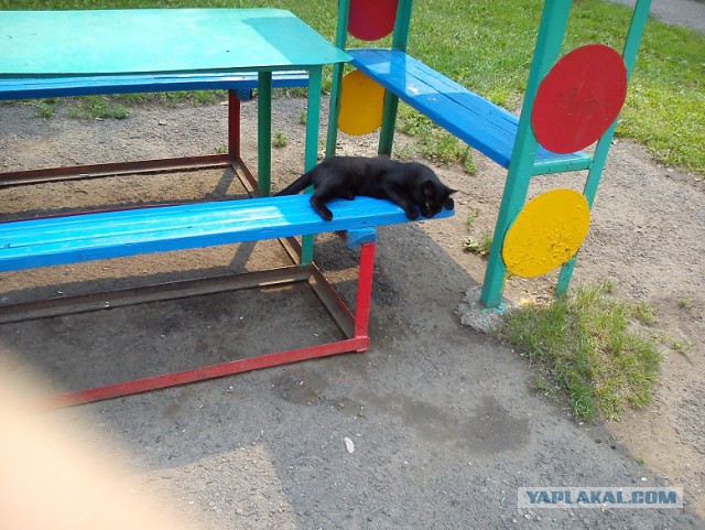 Котовторник 01.04.2014