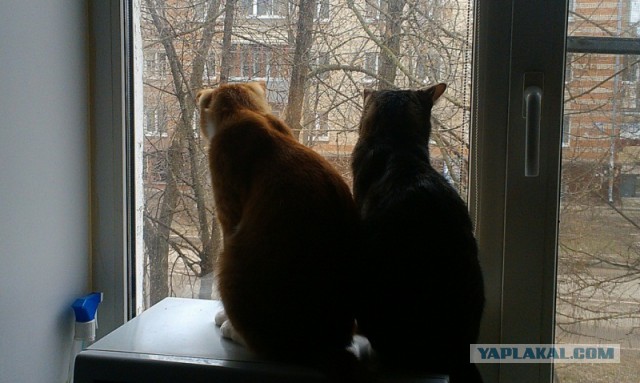 Котовторник  08.04.2014
