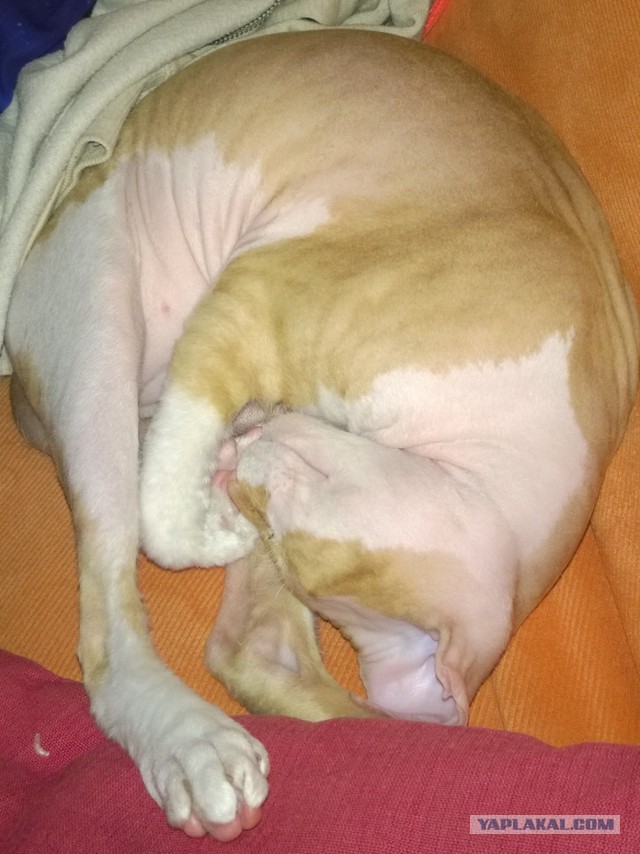 Котовторник 6.05.2014