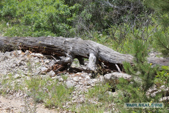 Дорога из Киева и из Москвы в Ялту.