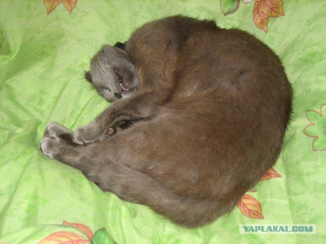 Котовторник 16.09.14