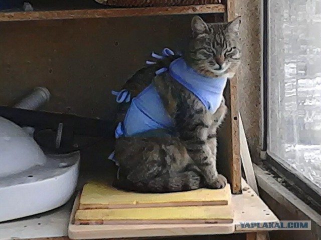 Самые красивые породы кошек (Топ 21)