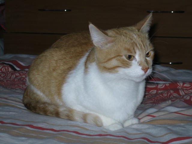 Котовторник 31.03.2015