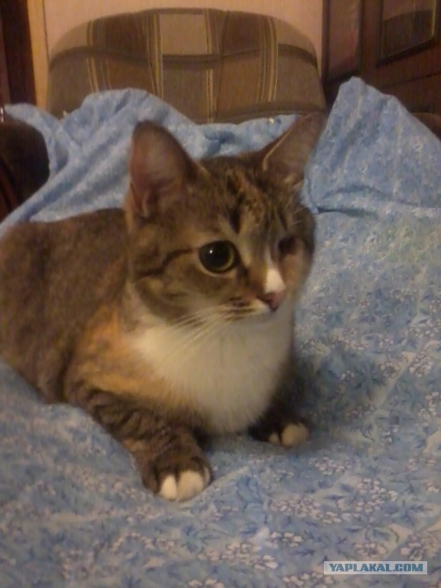 Котовторник