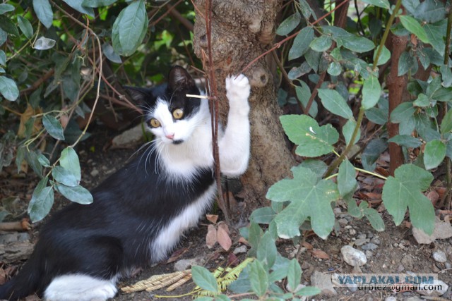 Котовторник