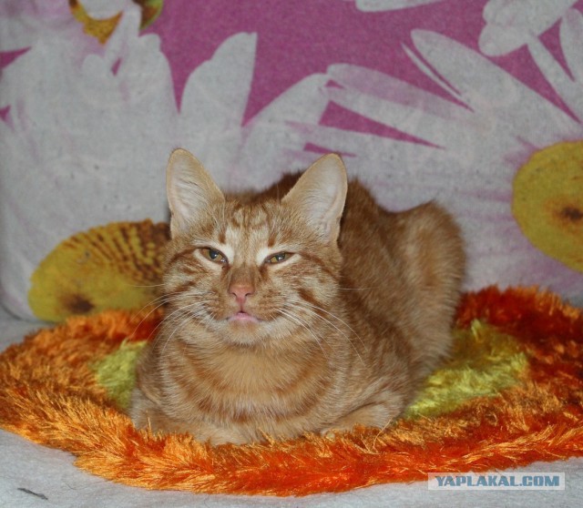 Котовторник
