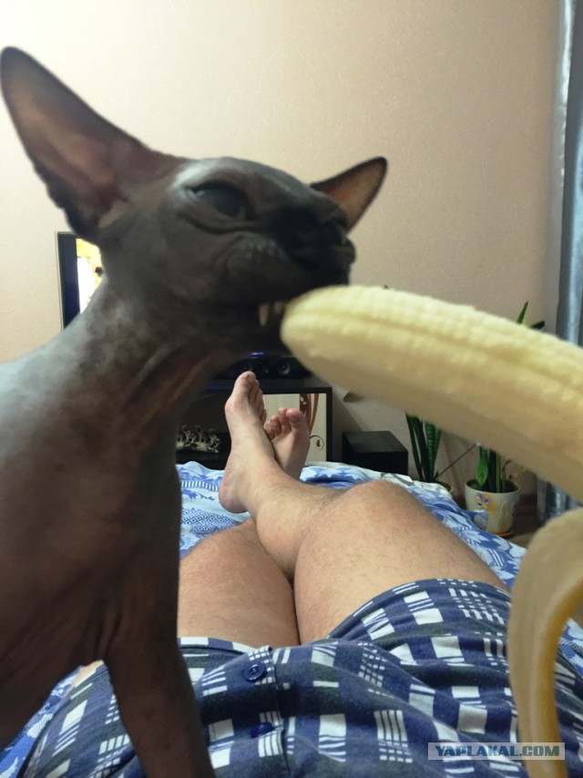 Котовторник 15-09-2015 !
