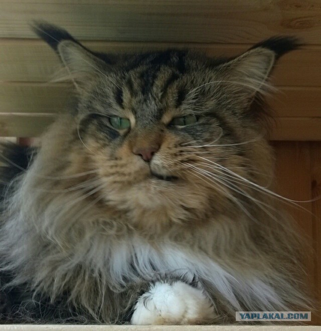 Котовторник 29-09-2015,