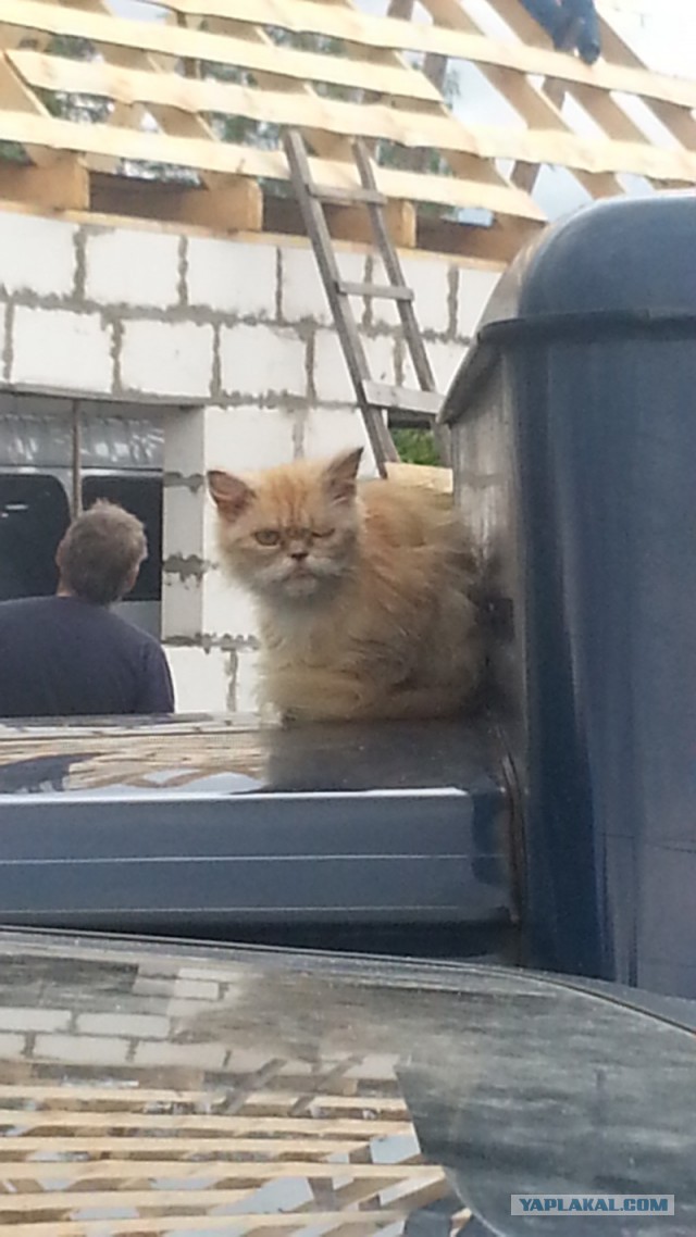 Котовторник 20.10.2015