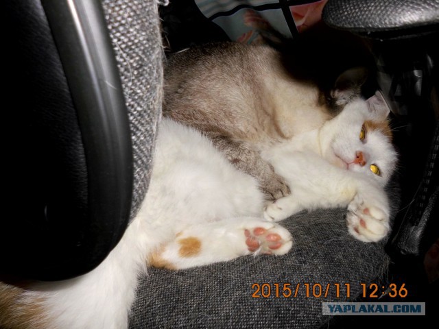 Котовторник 17.11.2015