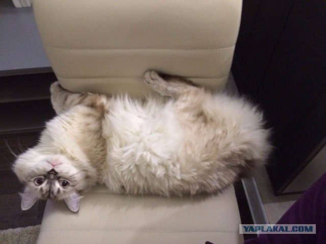 Котовторник