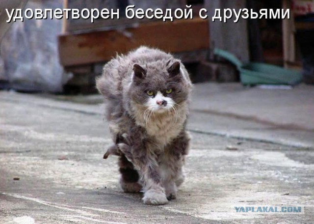 Опасный котэ