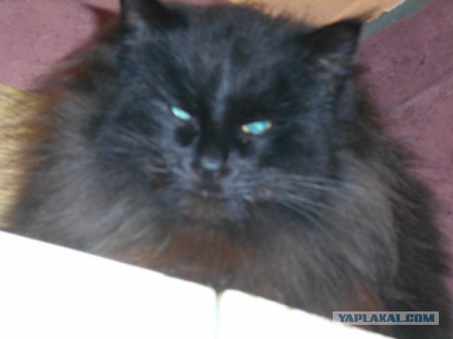 Жизнь домашнего приюта для котеек 106